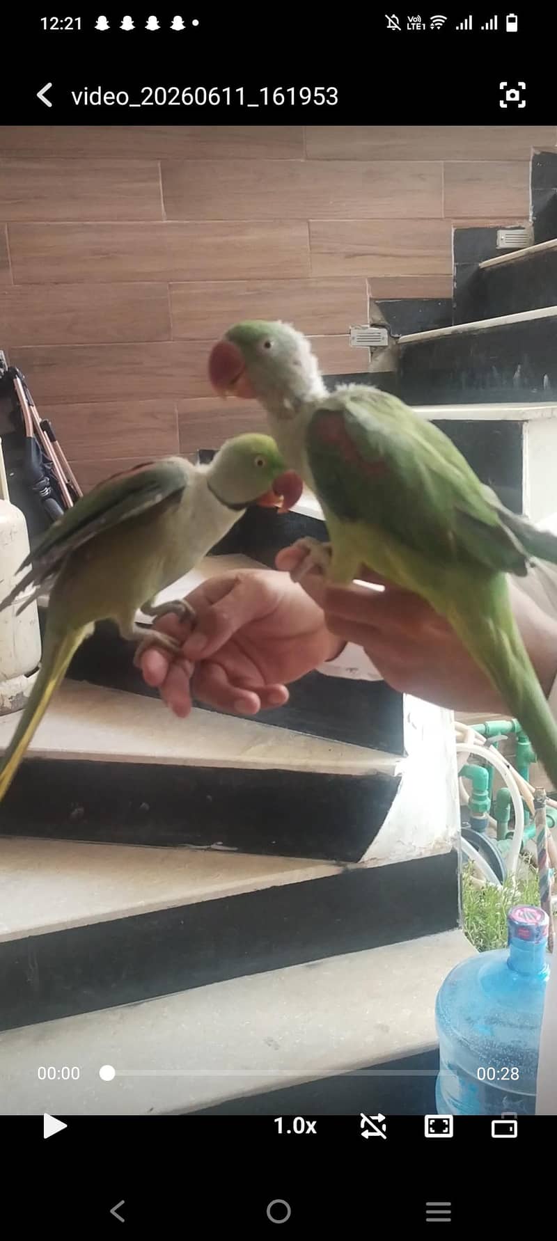 raw parrot 1