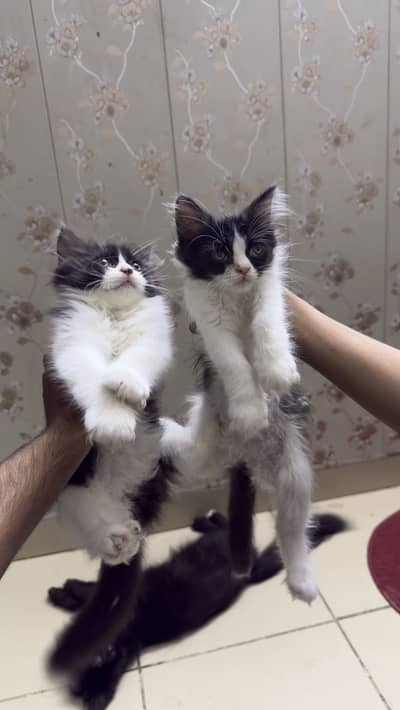 Triple coat persian cats pair for sale