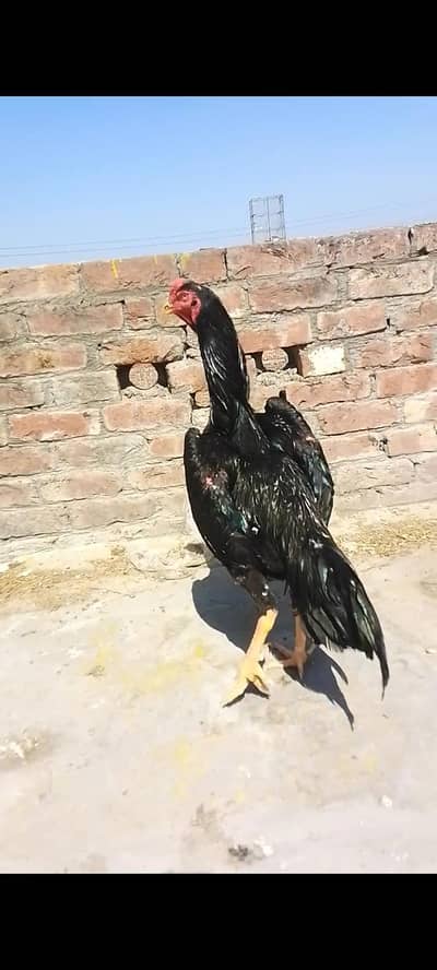 shamo pair for sale 03014237451 call me