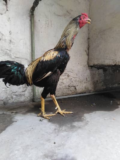 Aseel jawa hen pure mian wali nasal