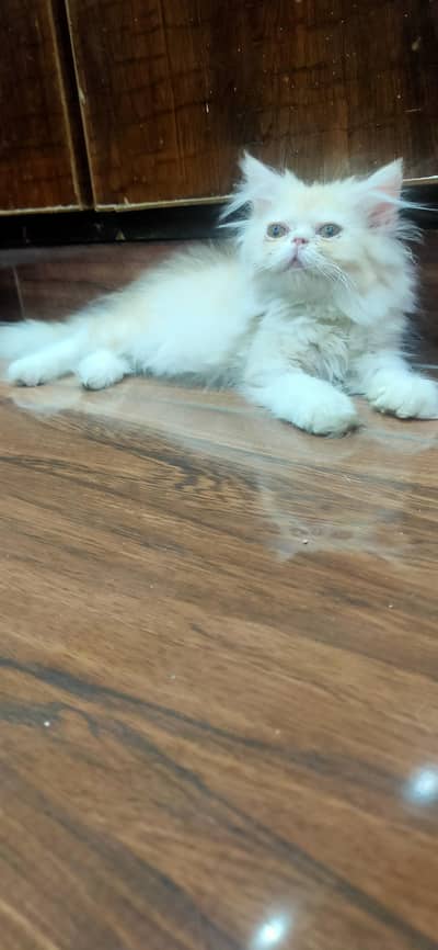 high quality male kitten