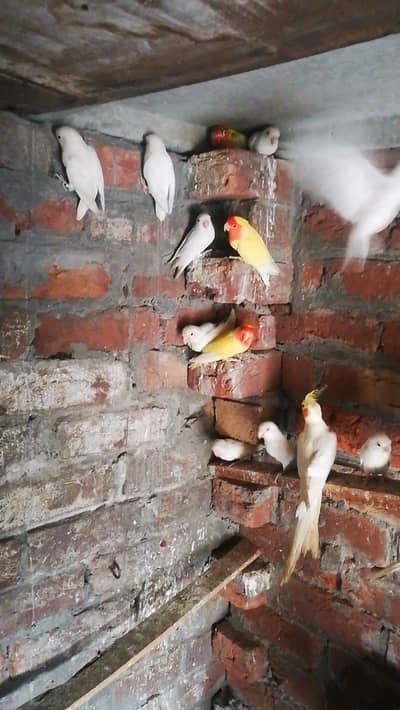 Butiful  parrot for sale