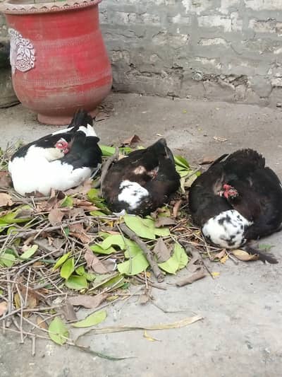 Muscovy Duck