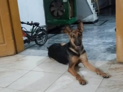 German shepherd