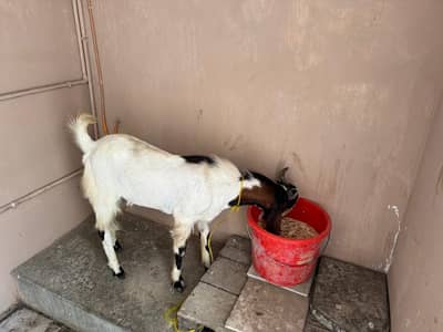 Ando bakra For sale