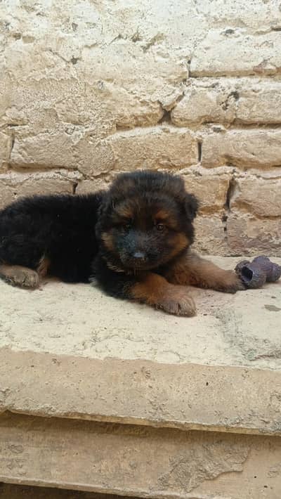German Shepherd Female Puppy
