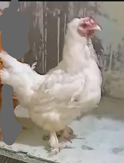white buff female whtspp03311079150