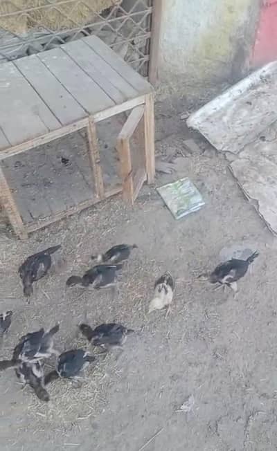 Thai bachy for sale 3500 ka Ak 6000 k do