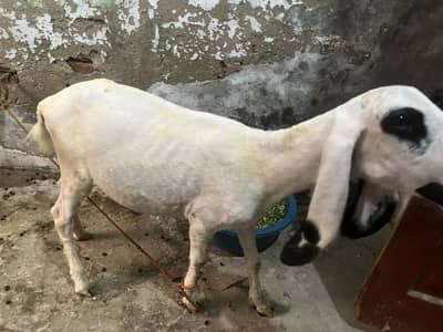 Kajla Male Bacha