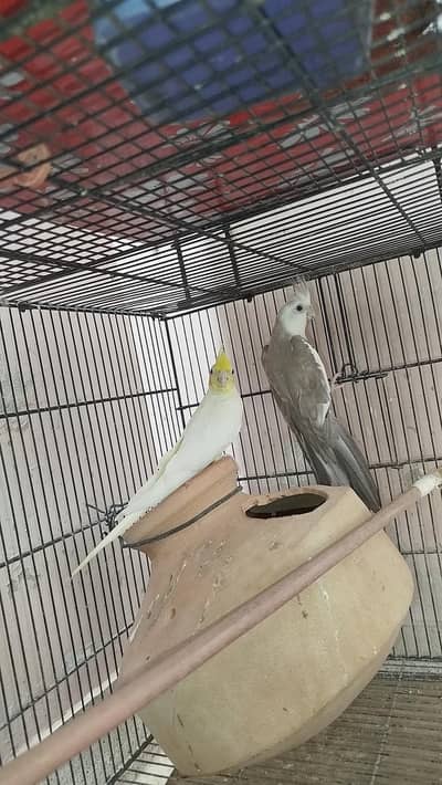 Cocktail Breeder Pair