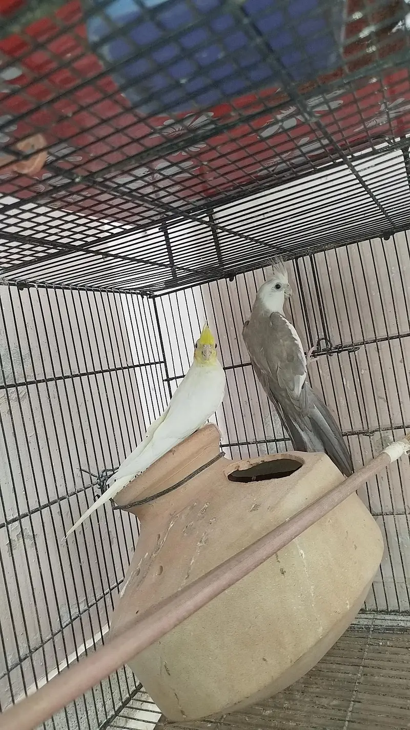 Cocktail Breeder Pair