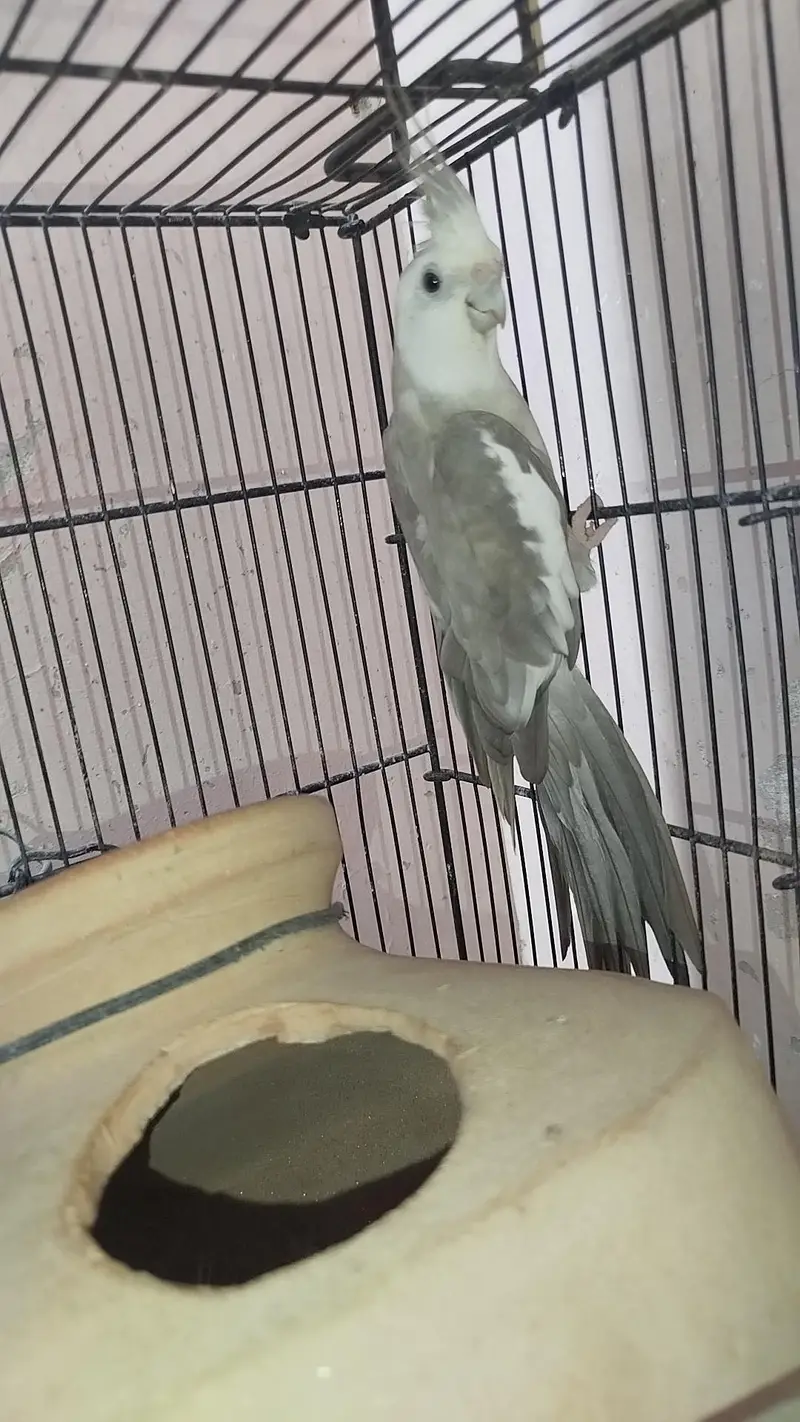 Cocktail Breeder Pair — photo 2