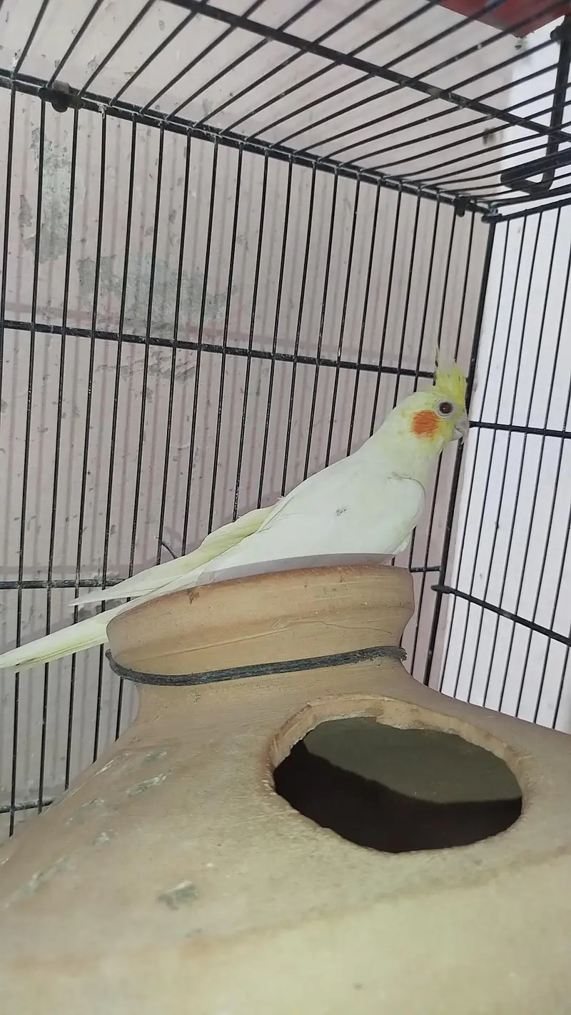 Cocktail Breeder Pair — photo 3