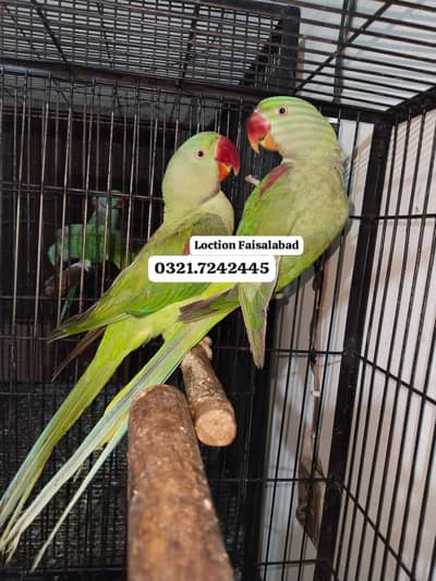 Raw Pair Rs 30000