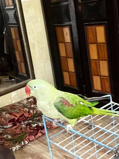 Kashmir raw parrot