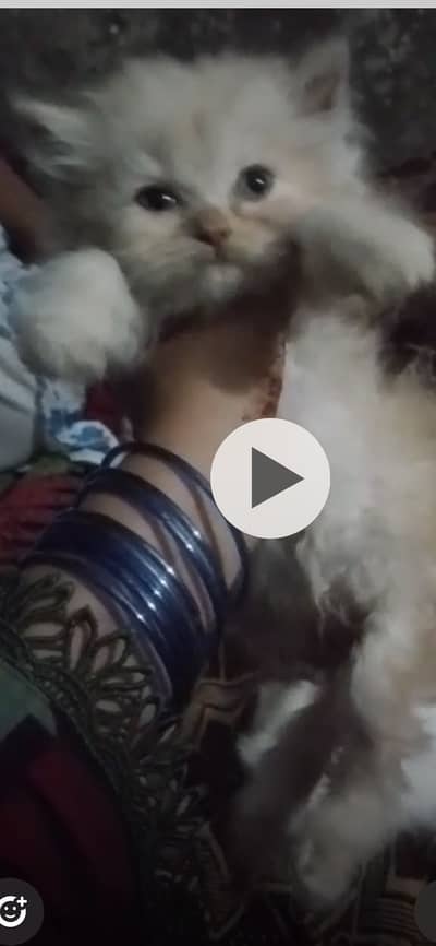 Gift for cat lovers 5 persians kittans