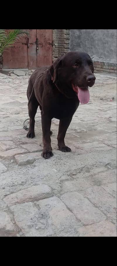 03144588838 high Quality British Labrador