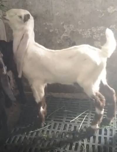 Desi quality bakray