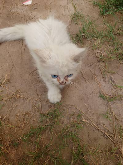 1 breeder male 2persian kitten