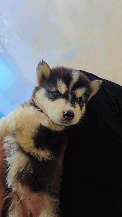 Siberian Husky male pup