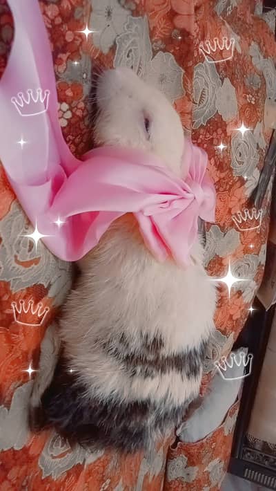 Rarest breed in Pakistan