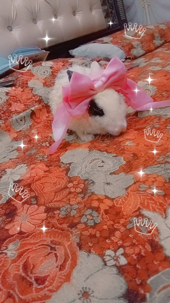 Java breed rabbit 2