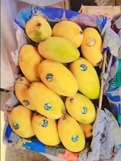 Fresh premium Mango crates
