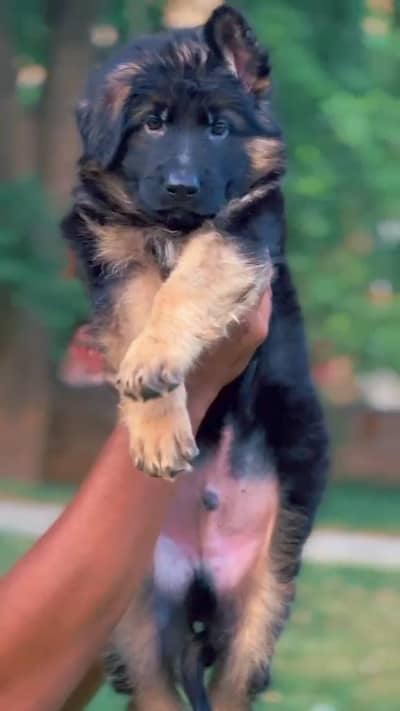 pedigree german shepherd