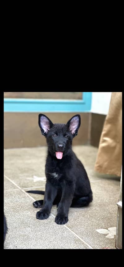Black German Shepherd Female 2month 10 days old pedigree