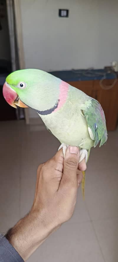 raw adult pair parrot