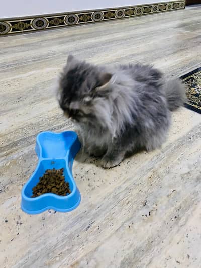gray colour American Persian cat