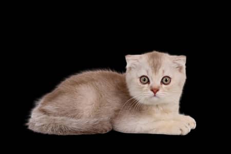 Scotish fold kittens | scotish cats | kittens | imported kittens