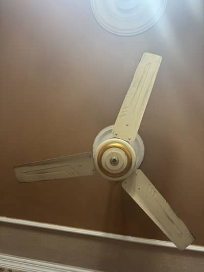 Foji fans