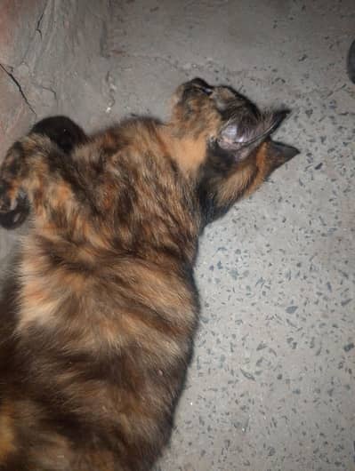 cat  female