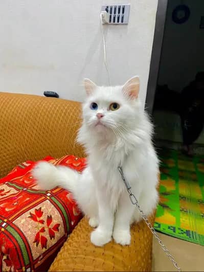 Odd eyes White Male