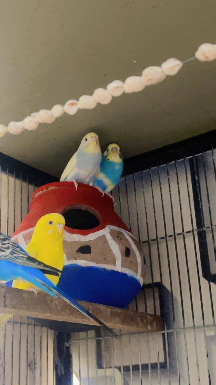 Cages 2