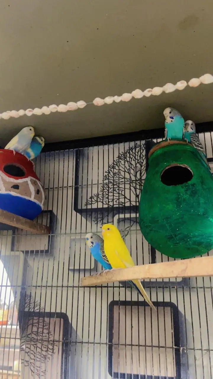 Cages — photo 5
