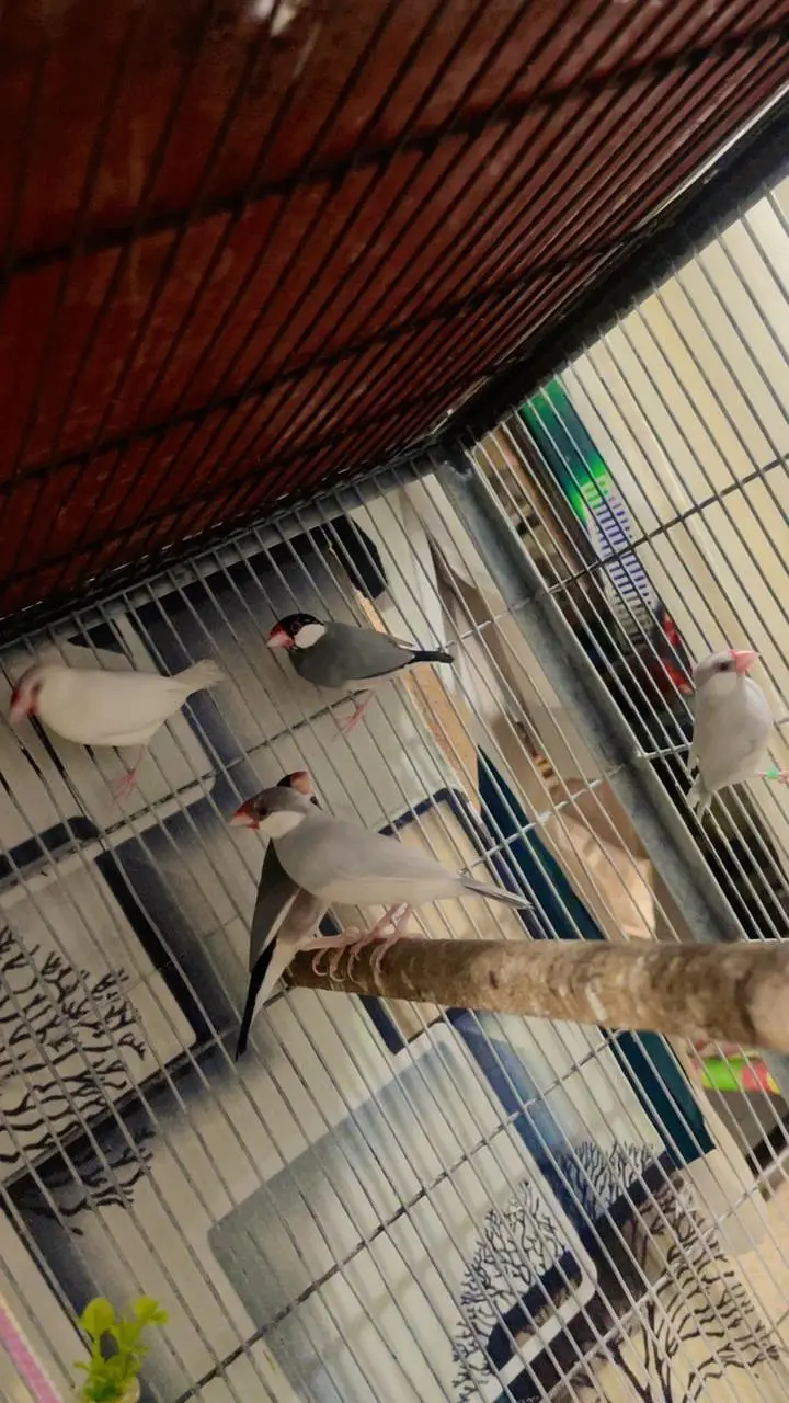 Cages — photo 6