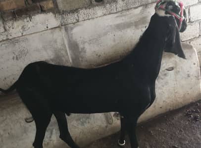 Goats for sale