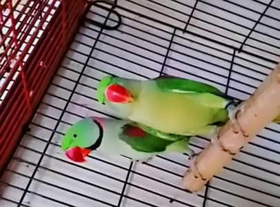 telking pair phahari