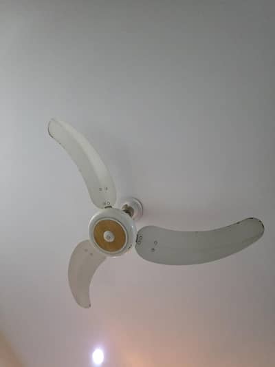 Royal And Wahid Ceiling Fans