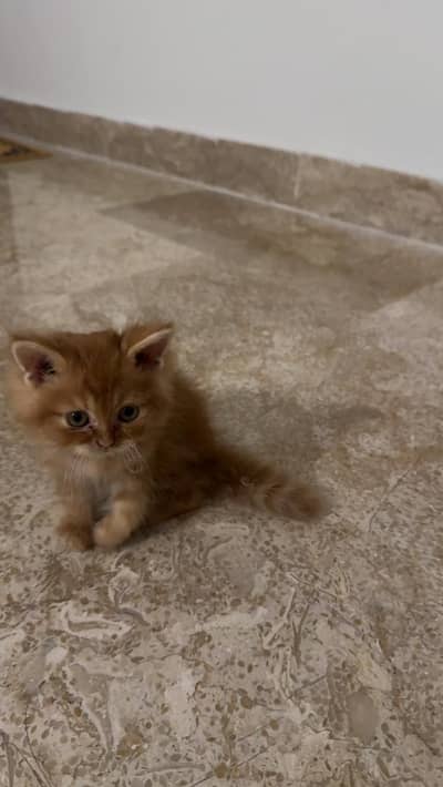 A cat small