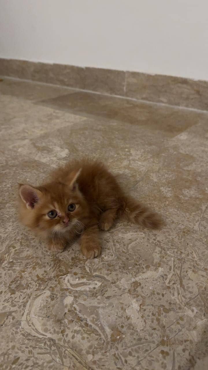 A cat small 1