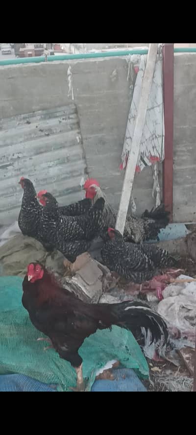 Plymouth hens