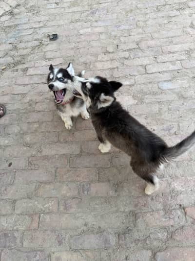Husky pair