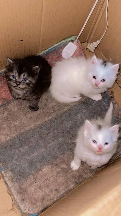 Adorable Persian Kittens Looking for a Loving Home
