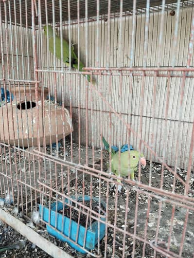 1 pair 2 female ringneck