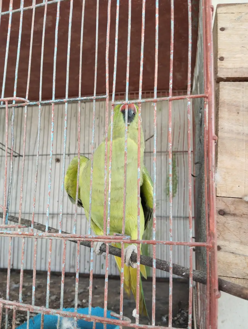 1 pair 2 female ringneck — photo 2