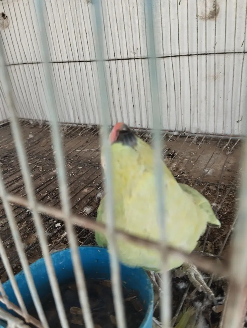1 pair 2 female ringneck — photo 3