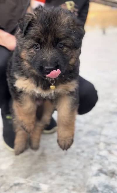 German shepherd long coat !